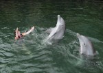 Dolphin Quest Photos-BIGISLE-Trainer for a Day-id213841962_withBorder